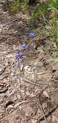 Thelymitra ixioides