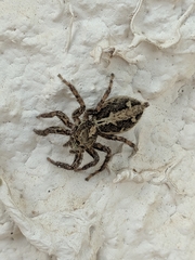 Plexippus paykulli