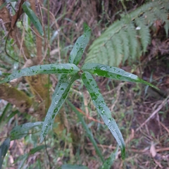 Parsonsia brownii