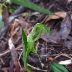 Pterostylis alpina
