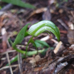 Pterostylis alpina