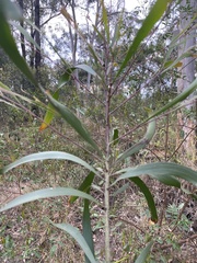 Acacia maidenii