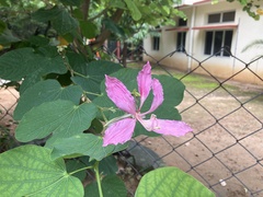 Bauhinia
