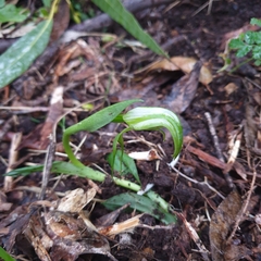 Pterostylis alpina