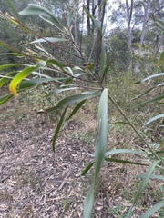 Acacia maidenii