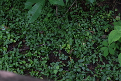 Euonymus fortunei