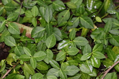 Euonymus fortunei