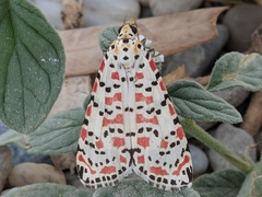 Utetheisa pulchella
