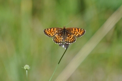 Melitaea celadussa