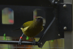 Anthornis melanura melanura