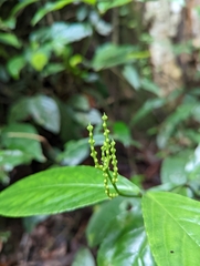 Chloranthaceae