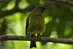 Anthornis melanura melanura