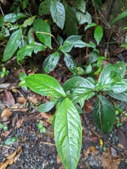 Chloranthaceae