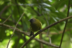 Anthornis melanura melanura