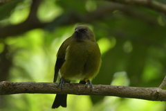 Anthornis melanura melanura