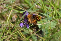 Melitaea celadussa