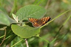 Melitaea celadussa