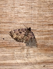 Triphosa dubitata