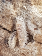 Armadillidium album