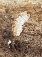 Armadillidium album