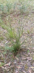 Xanthorrhoea minor lutea