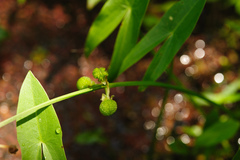 Sagittaria trifolia