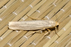 Eilema