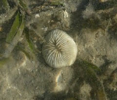 Pleuractis granulosa