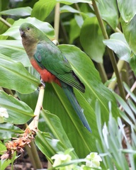 Alisterus scapularis