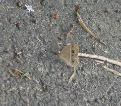 Mycalesis gotama nanda