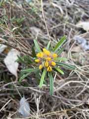 Pultenaea petiolaris
