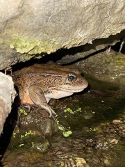 Rana draytonii