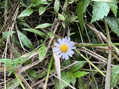 Aster yomena dentatus