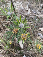 Pultenaea petiolaris