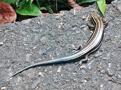 Plestiodon finitimus