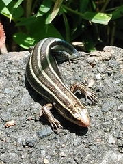 Plestiodon finitimus