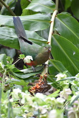 Alisterus scapularis