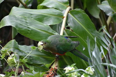 Alisterus scapularis