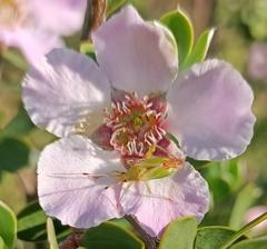 Closterotomus norwegicus
