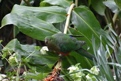 Alisterus scapularis