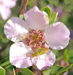 Closterotomus norwegicus