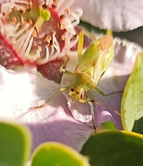 Closterotomus norwegicus