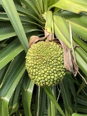 Pandanus