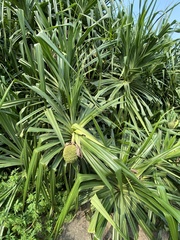 Pandanus