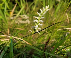Spiranthes incurva