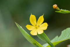 Image of Sisyrinchium chiricanum