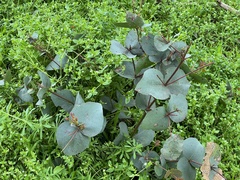 Eucalyptus leucoxylon connata