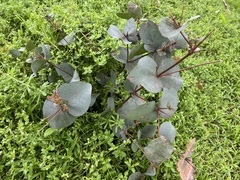 Eucalyptus leucoxylon connata
