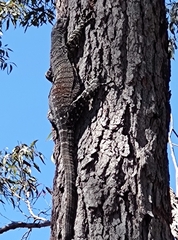 Varanus varius