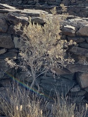 Parolinia ornata